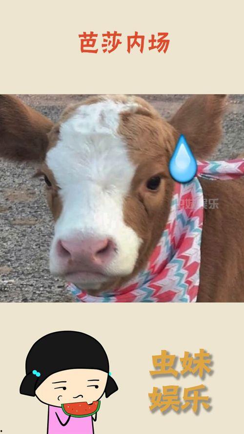 抖音吃瓜八卦网