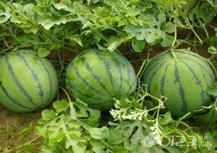 吃瓜官网免费吃瓜,吃瓜官网带你开启瓜界盛宴