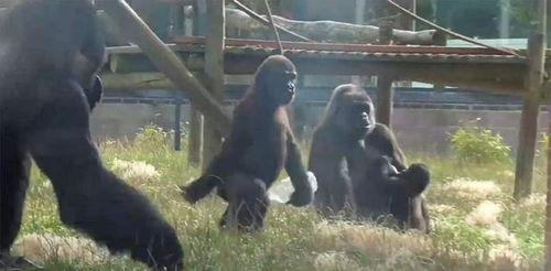 网红吃瓜大猩猩是谁,揭秘网络红人的神秘面纱