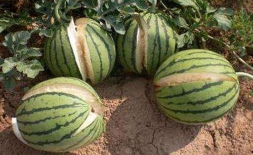 射阳网红吃瓜事件真相,真相背后的网络风波