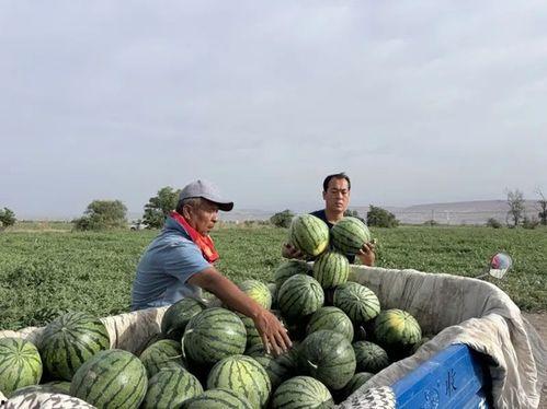 泰州海陵区网红吃瓜,一场舌尖上的潮流体验