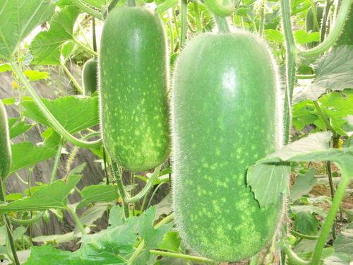 51吃瓜网最新大瓜,最新大瓜事件，真相令人震惊！