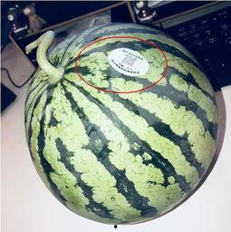 杭州吃瓜网红是谁啊,她是如何成为网络红人的？