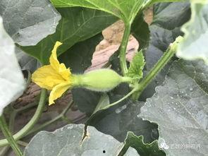 吃瓜网去哪里找