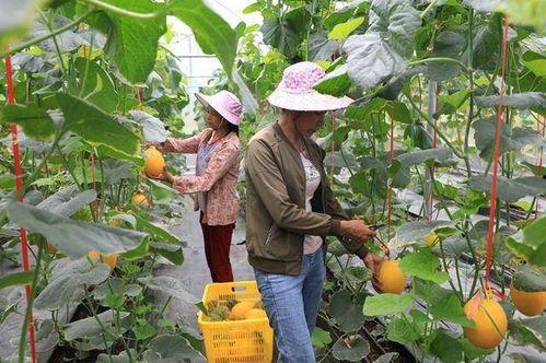 网红吃瓜基地,揭秘娱乐圈幕后风云