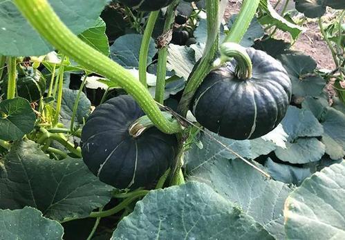 东北名媛吃瓜网红,揭秘网红背后的生活真相