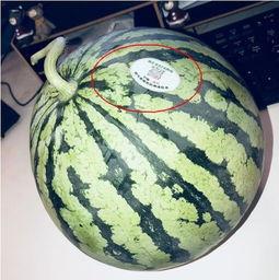 大型网红吃瓜视频,揭秘娱乐圈幕后真相