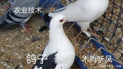 网红鸽子吃瓜视频