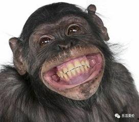 网红猩猩吃瓜事件真相,一场跨越物种的误会