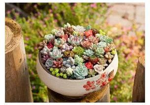 多肉小野猫黑瓜吃料网