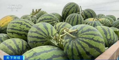 四大流量自由吃瓜官网,揭秘娱乐圈幕后风云