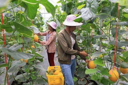 网红瓜都在哪里吃的啊图片,瓜都在这里畅享美味时光