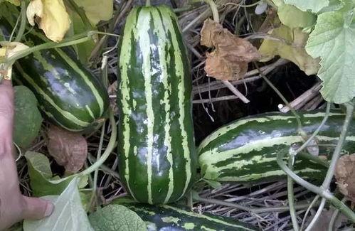 家有一老吃瓜网