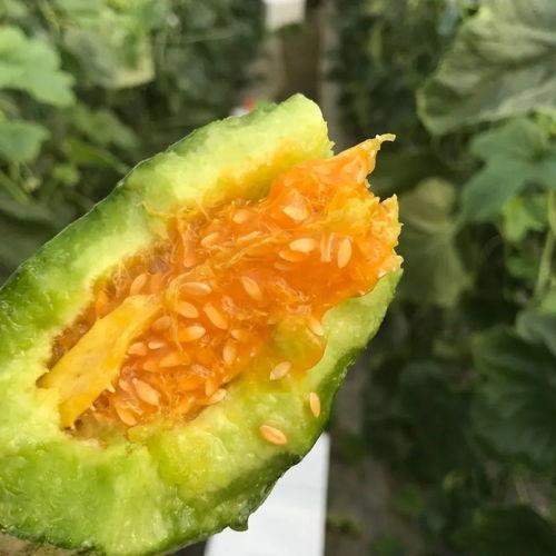 吃瓜网红头像高清图