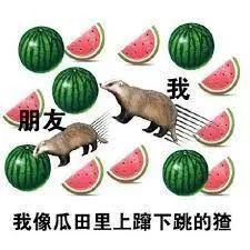 吃瓜网课,揭秘网络课堂中的趣味与争议