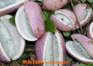 吃八月瓜网红,网红美食，夏日清凉新宠